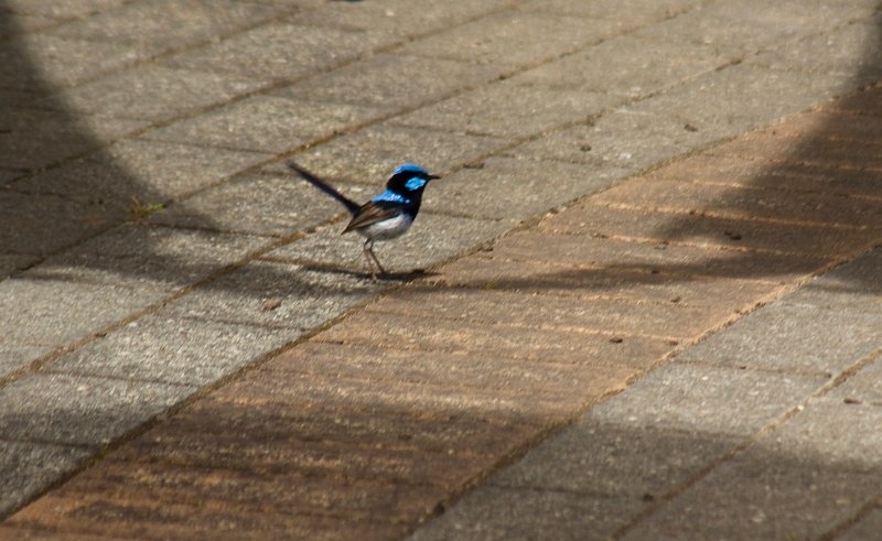 fairy wren 3.jpg